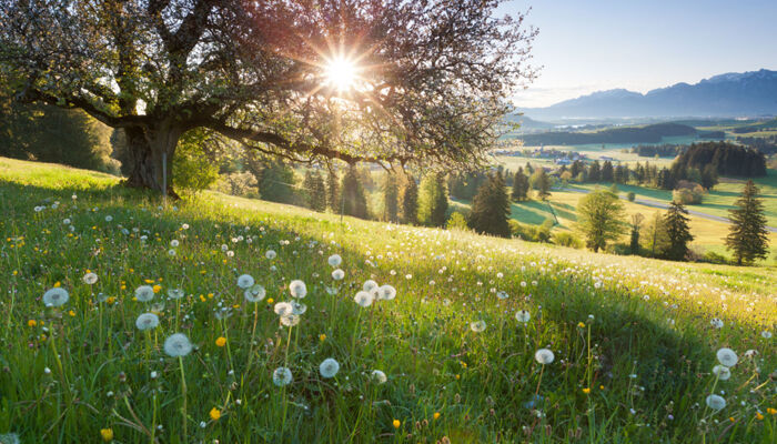 ein Apfelbaum auf einer Sommer-Wiese in Bayern