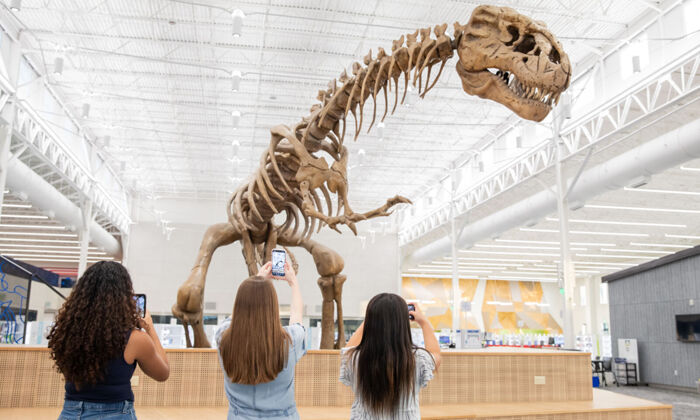 Drei Mädchen machen Fotos von einem Dinosaurierfossil im Museum